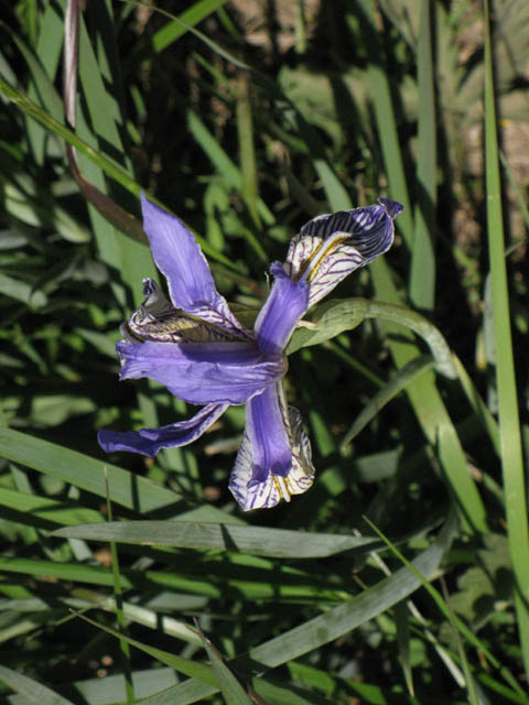 Iris at the Carson Gap